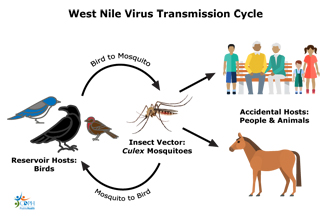 West Nile Virus thumbnail